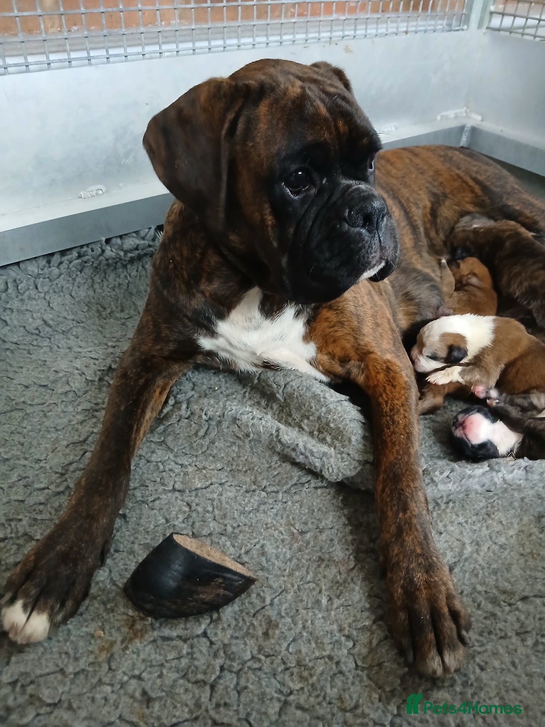Boxer dogs for sale: Kc registered bob and tailed boxer puppies - Image 6