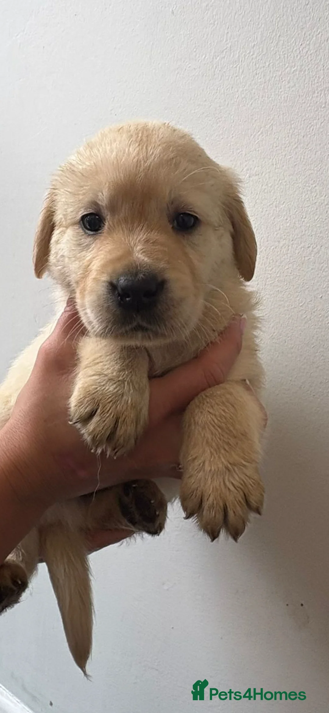 Labrador Retriever dogs for sale: Labrador pups - Advert 16