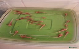 Pond Fish fish for sale: Juvenile Axolotils - Image 2