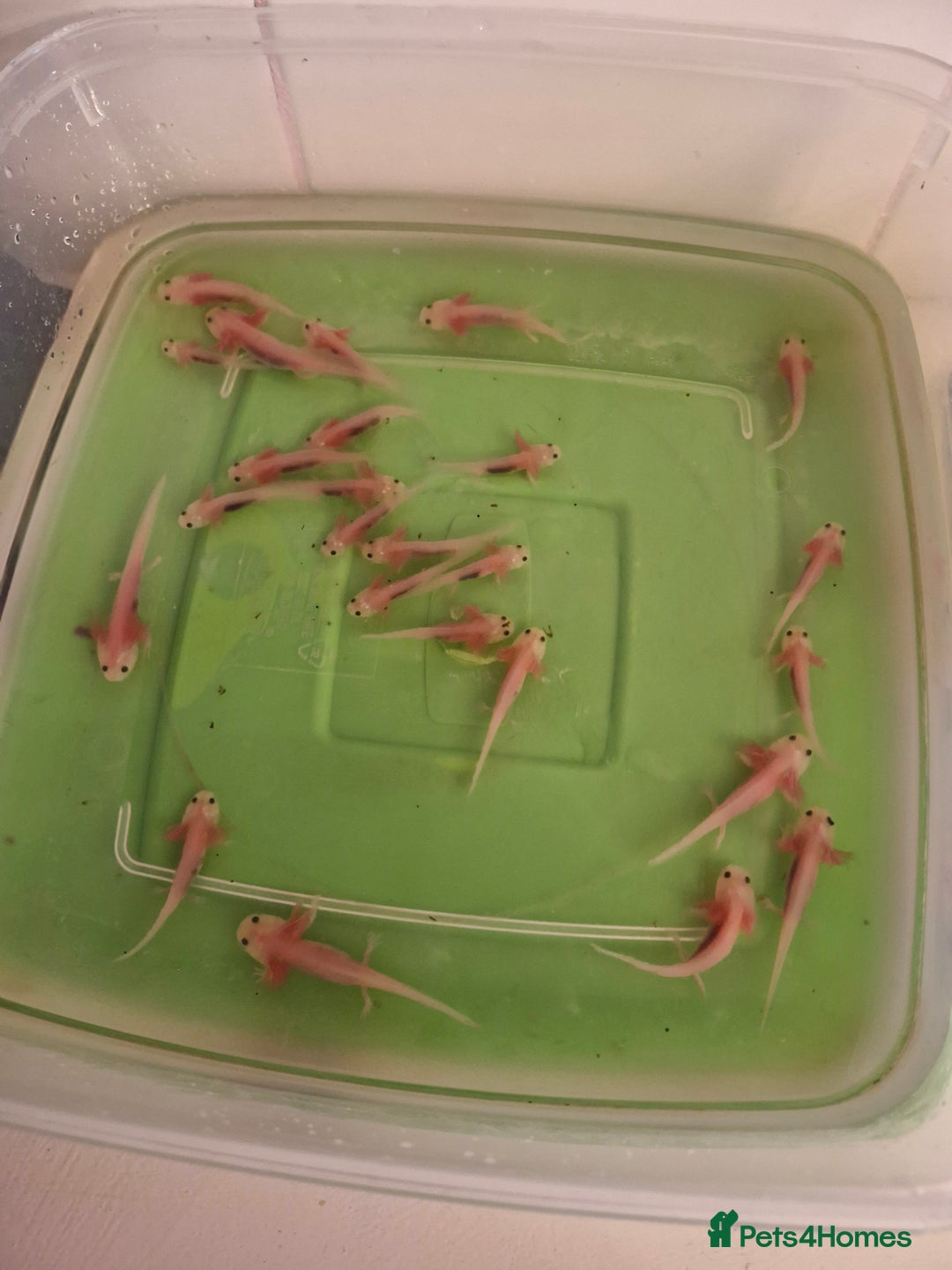 Pond Fish fish for sale: Juvenile Axolotils - Image 2