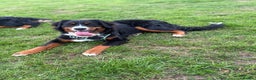 Bernese Mountain Dog dogs for sale: Beautiful Female 13 months  - Advert 6