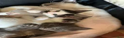 Mixed Breed cats for sale: 3 females kittens ragdoll/Shpynx cross kittens  - Advert 7