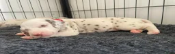 Dalmatian dogs for sale: Exceptional KC Liver Spotted Dalmatian Puppies - Advert 22