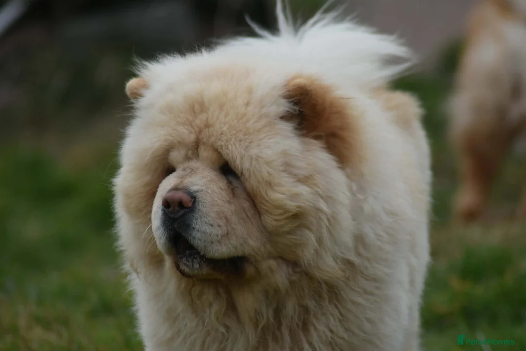 Chow Chow dogs for stud: Stunning Pale Cream boy offered at Stud - Advert 4