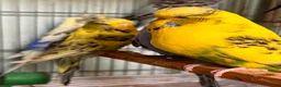 Budgerigars birds for sale: English budgies - Advert 5