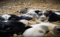 Mixed Breed dogs for sale: Collie x puppies - Image 16