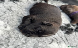 Staffordshire Bull Terrier dogs for sale: 🏆BLUE CHAMPION STAFFORDSHIRE BULL TERRIER PUPS  - Image 19