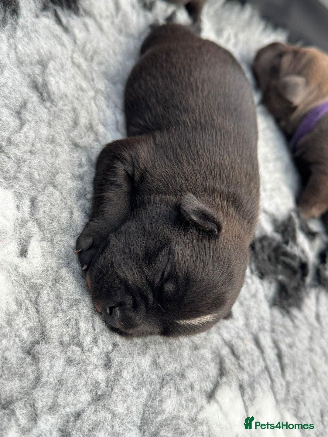 Staffordshire Bull Terrier dogs for sale: 🏆BLUE CHAMPION STAFFORDSHIRE BULL TERRIER PUPS  - Image 19