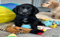 Cocker Spaniel dogs for sale: Handsome cocker spaniel boys - Image 4