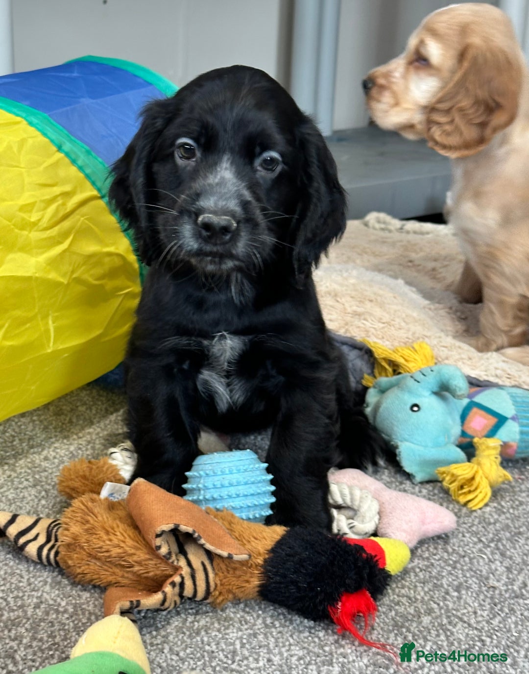 Cocker Spaniel dogs for sale: Handsome cocker spaniel boys - Image 4