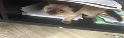 Mixed Breed cats for sale: Title: Stunning Persian x Ragdoll x Siamese Female in Sawbridgeworth - Advert 6