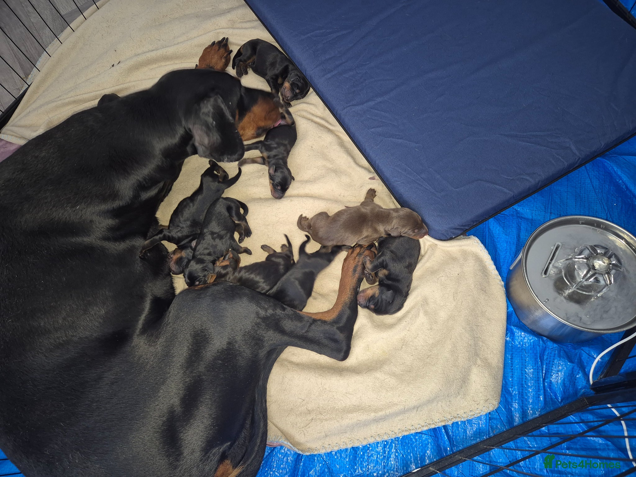 Dobermann dogs ⭐️⭐️⭐️⭐️⭐️ KC Reg European Dobermann puppies - Advert 1