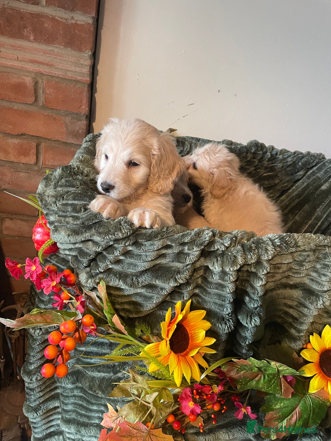 Cockapoo dogs for sale: Beautiful f1 cockapoo puppies - Image 7