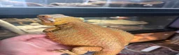 Bearded Dragon reptiles for sale: Stunning adult bearded dragons  - Advert 6