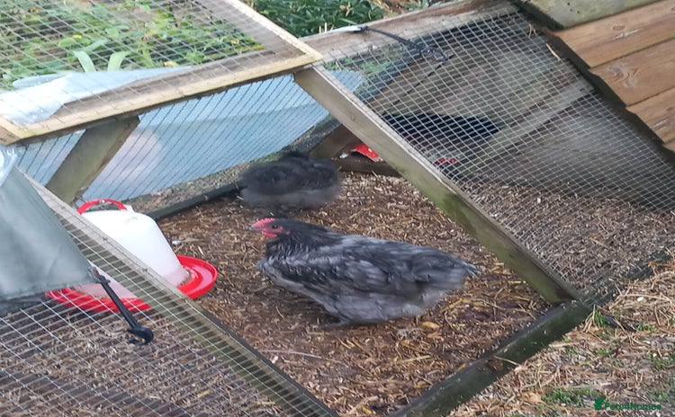 Chickens poultry - Advert 4