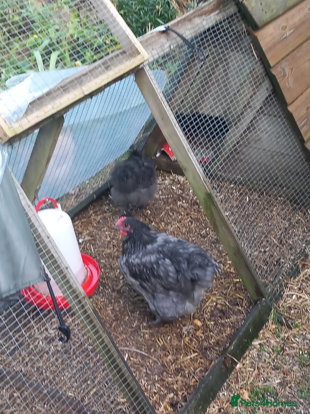 Chickens poultry for sale: Bantam blue Orpington cockerel £0 - Image 1