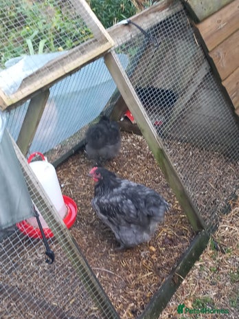 Chickens poultry - Advert 4