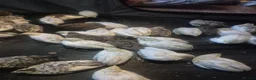 Quail poultry for sale: Mixed button quail  - Advert 3