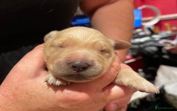 Golden Retriever dogs for sale: Beautiful litter of KC Golden Retrievers  - Image 10