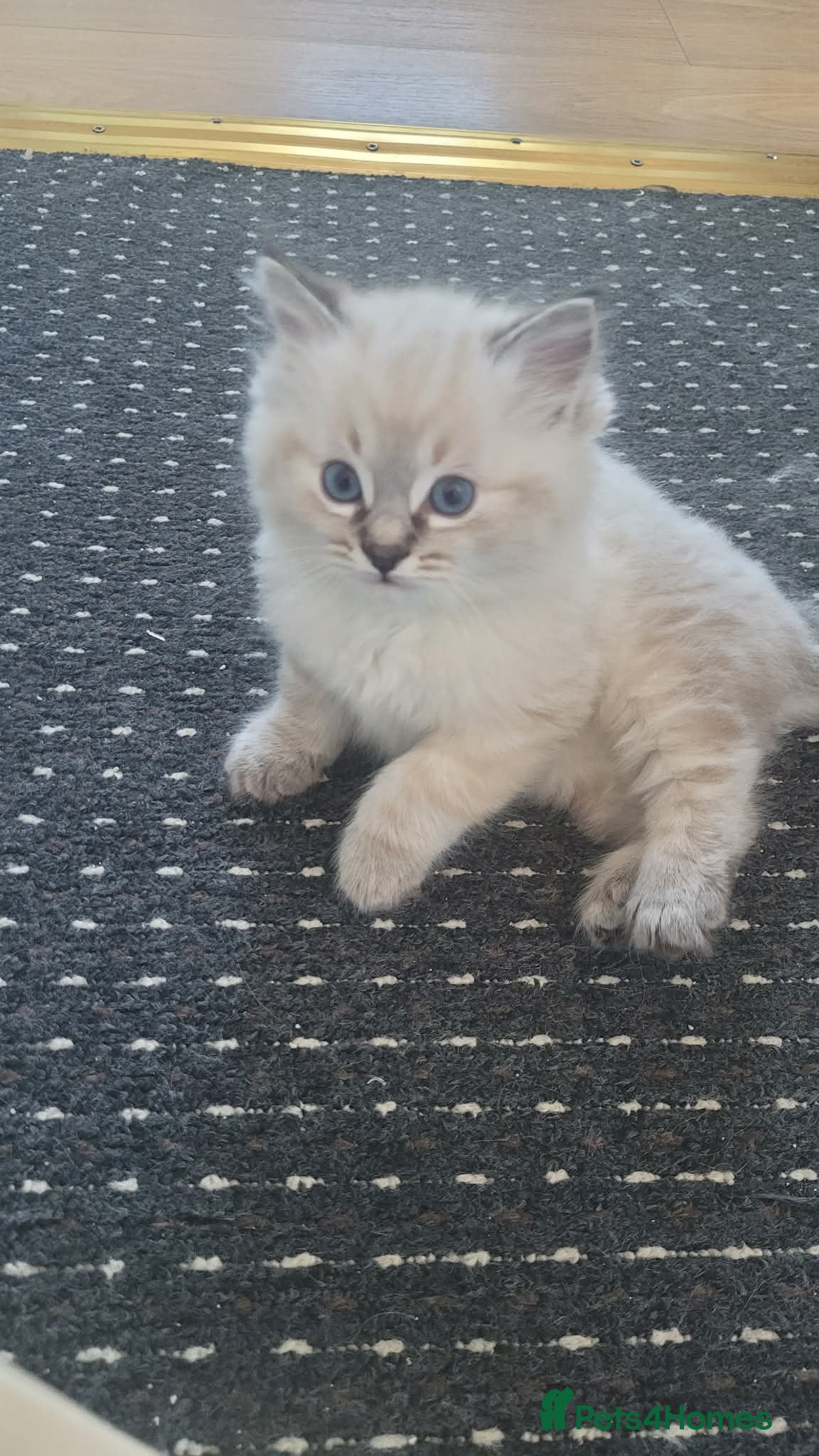 Ragdoll cats 🐾 LAST LYNX Ragdoll Kitten LEFT *Ready Now* 🐾 - Advert 14