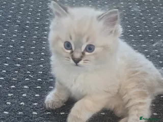 Ragdoll cats 🐾 LAST LYNX Ragdoll Kitten LEFT *Ready Now* 🐾 - Advert 14