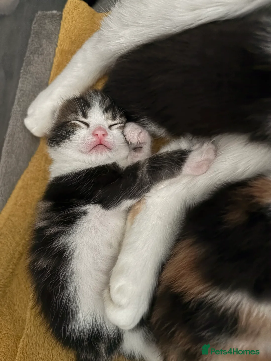 Mixed Breed cats for sale: Beautiful kittens in Basildon - Advert 2