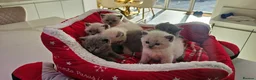 British Shorthair cats for sale: 6 gorgeous bsh  kittens . - Advert 13