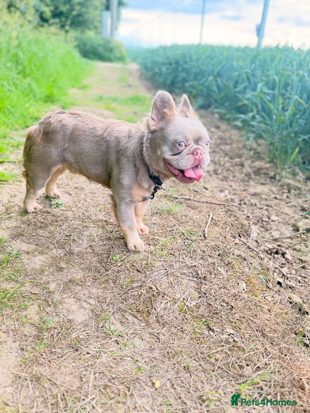 French Bulldog dogs for stud: New shade fluffy & tan - Advert 2