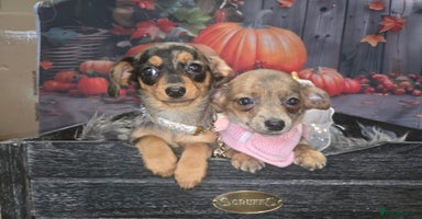 Mixed Breed dogs - Advert 10