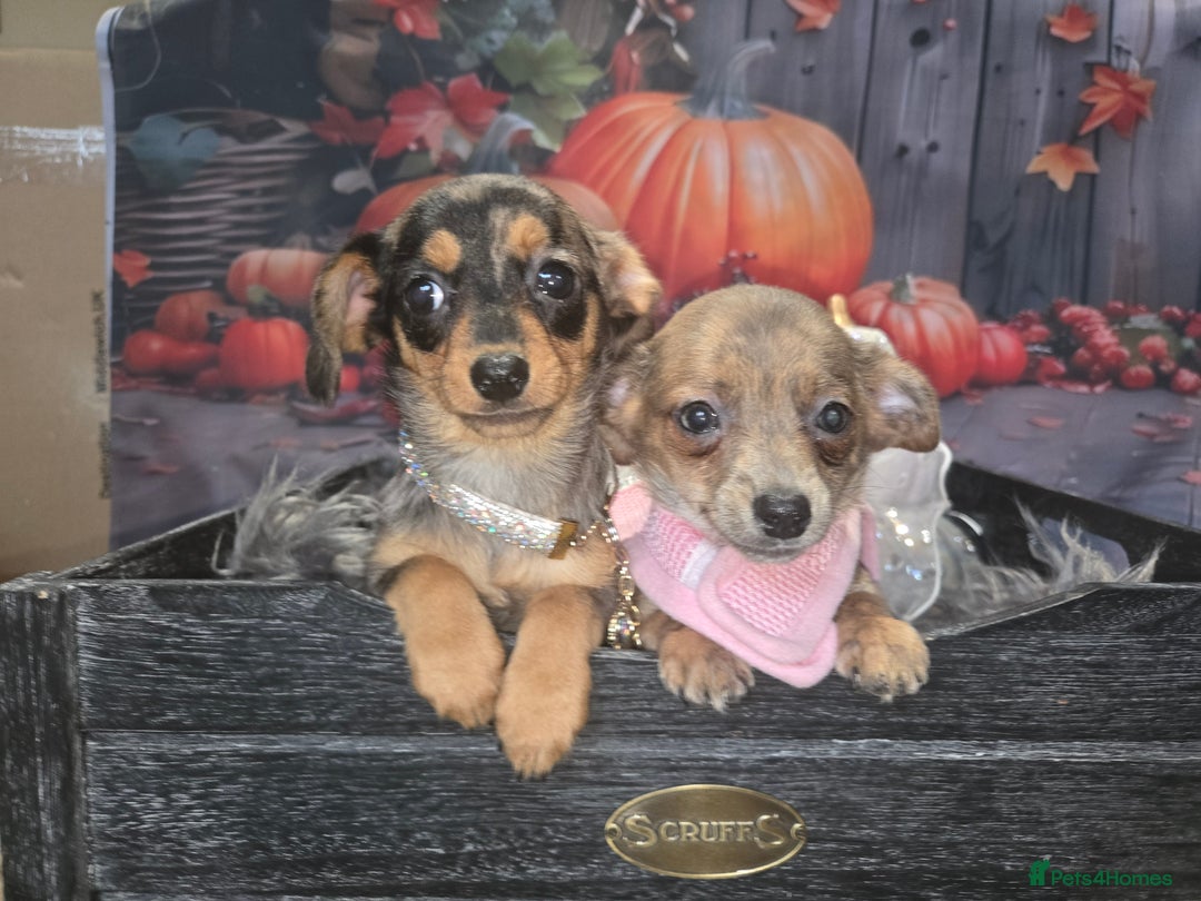Mixed Breed dogs for sale: Pomweenies 💕💕 - Image 3