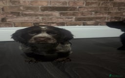 Cockapoo dogs for sale: F1b cockapoo pups  - Advert 12