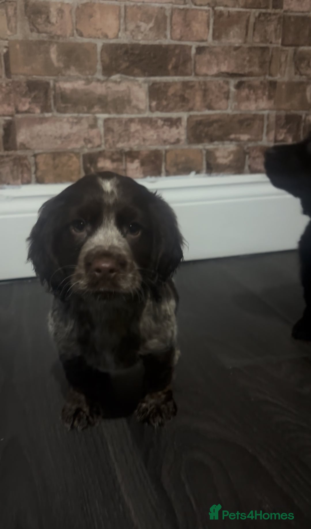 Cockapoo dogs for sale: F1b cockapoo pups  - Advert 12