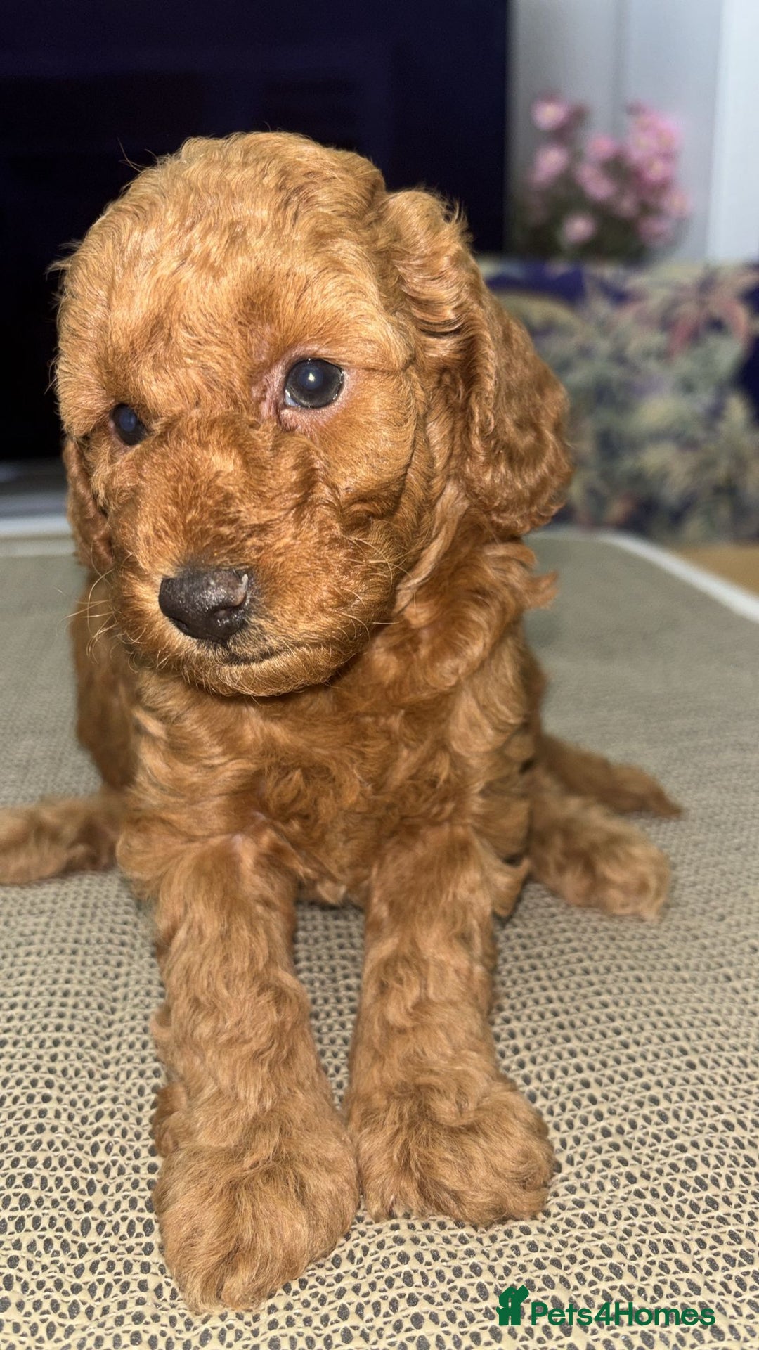 Toy Poodle dogs for sale: Look at our Beautiful Toy Poodle Puppies  - Advert 7