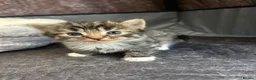 Mixed Breed cats for sale: Two mixed litters for sale - Advert 1