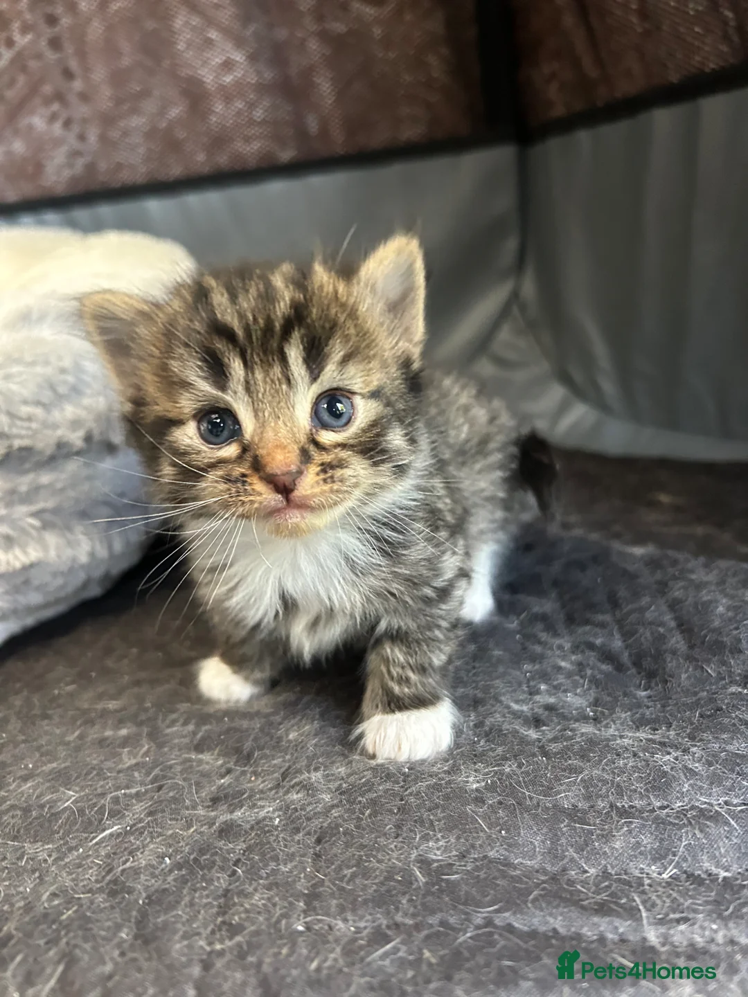 Mixed Breed cats for sale: Two mixed litters for sale - Advert 1