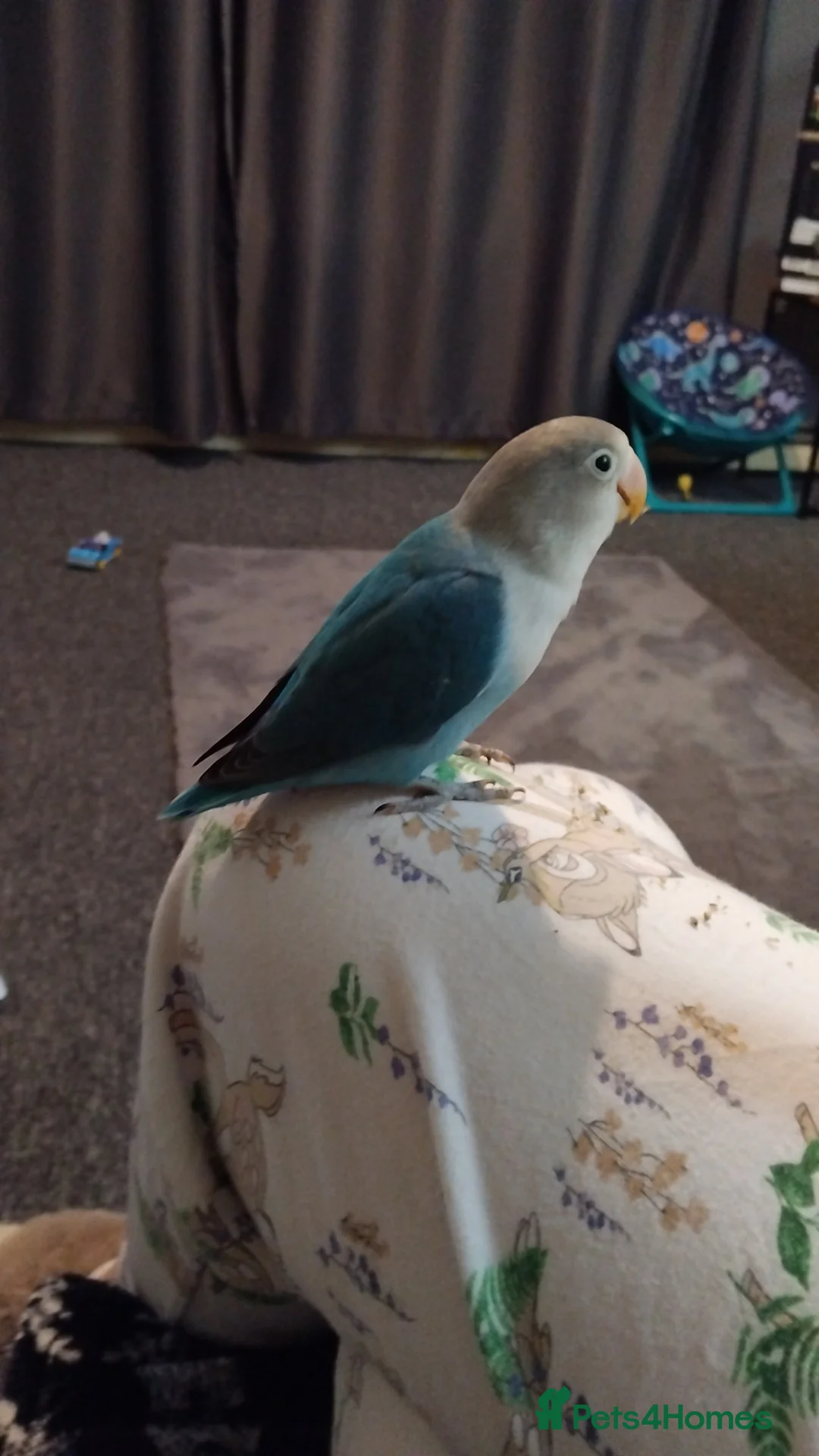 Lovebirds birds for sale: Lovebird - Advert 2