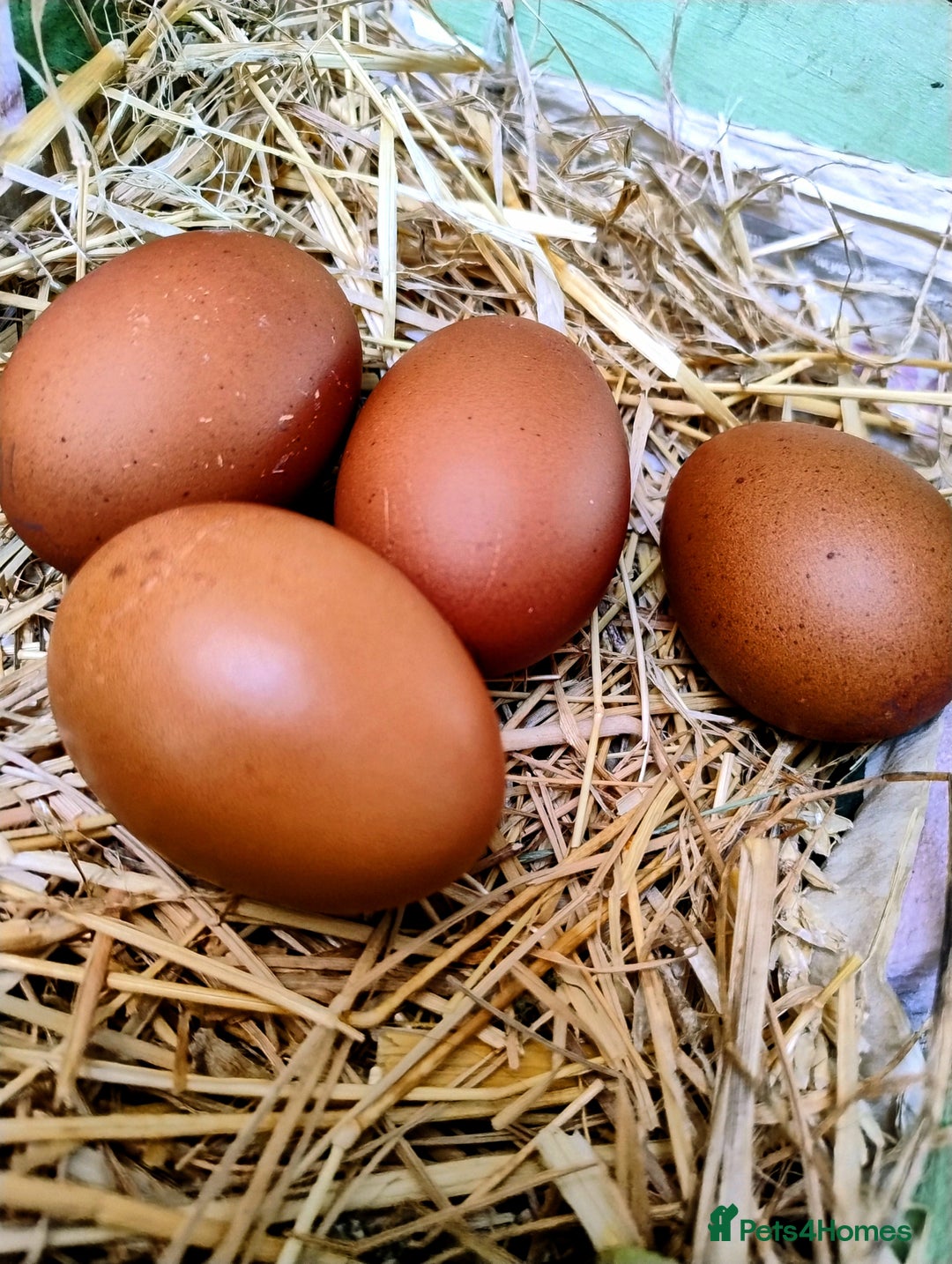 Chickens poultry for sale: Rare Silver French Marans Pullets Hens - Image 3