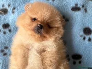 Pomeranian dogs Show quality potential puppies - Advert 5