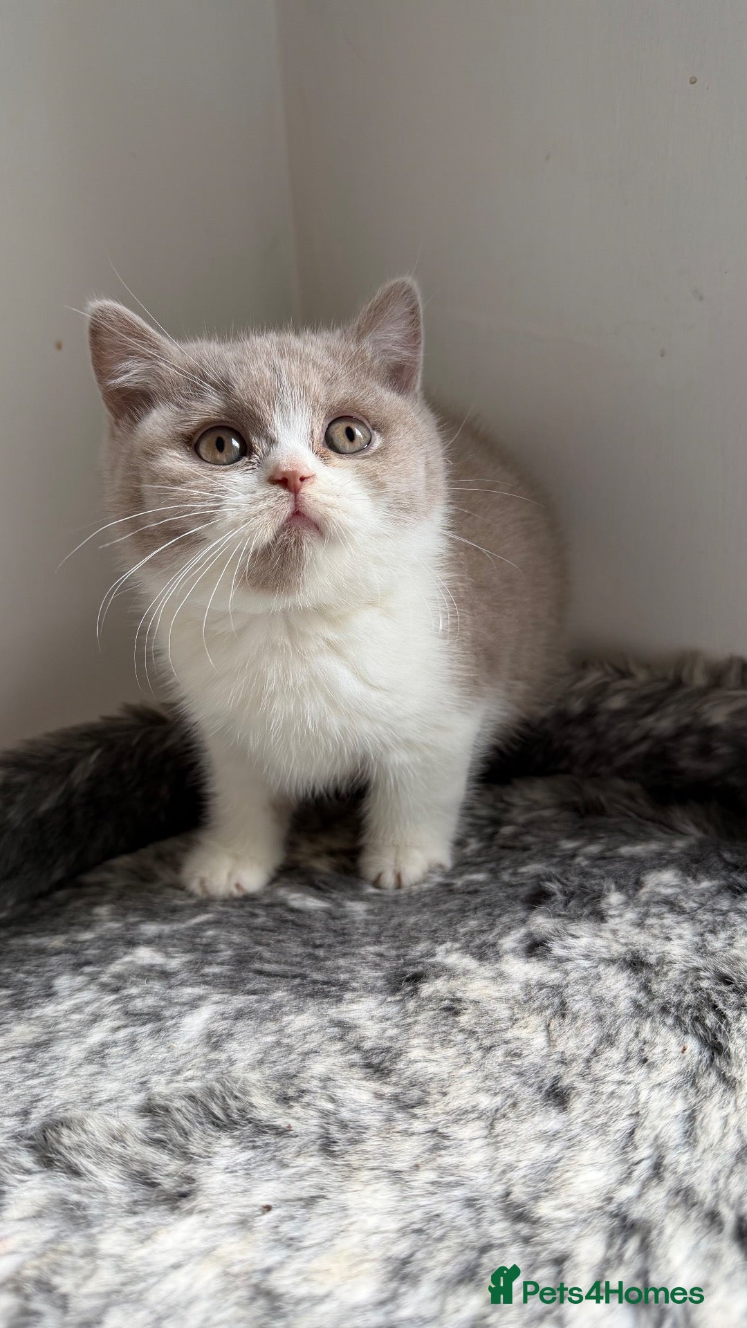 British Shorthair cats for sale: BSH Fawn and bi colour fawn kittens  - Advert 1