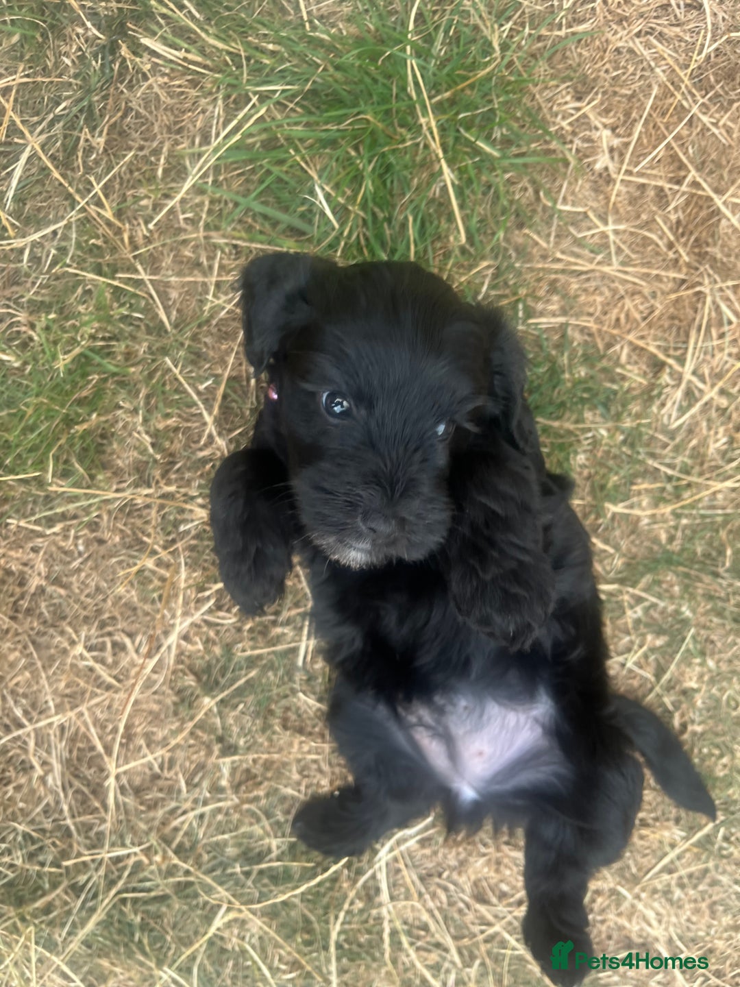 Mixed Breed dogs for sale: Beautiful Cockapoo x Jackapoo female puppy  - Image 3