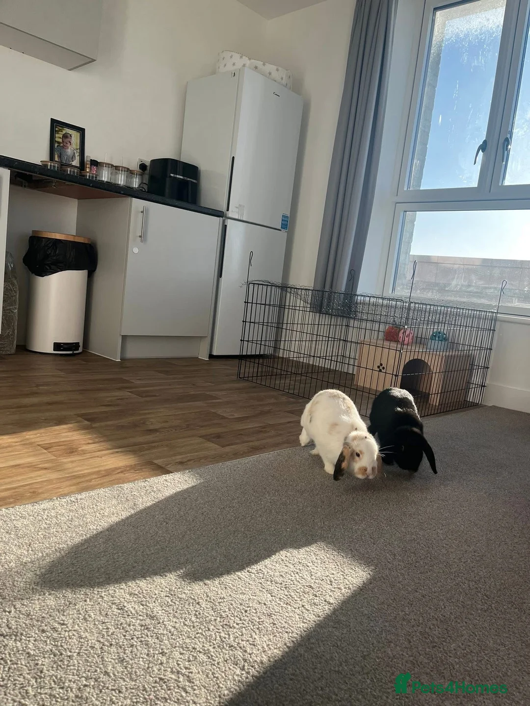 English Lop rabbits for sale: Lop bunny’s  in Stevenage - Advert 1