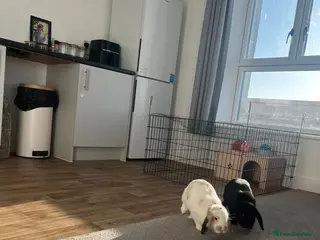 English Lop rabbits Lop bunny’s - Advert 8