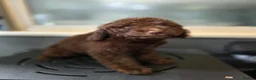 Australian Labradoodle dogs for sale: Gorgeous miniature labradoodle babies - Advert 18