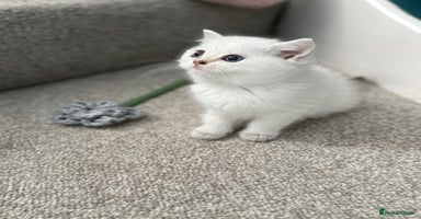 British Shorthair cats - Advert 5