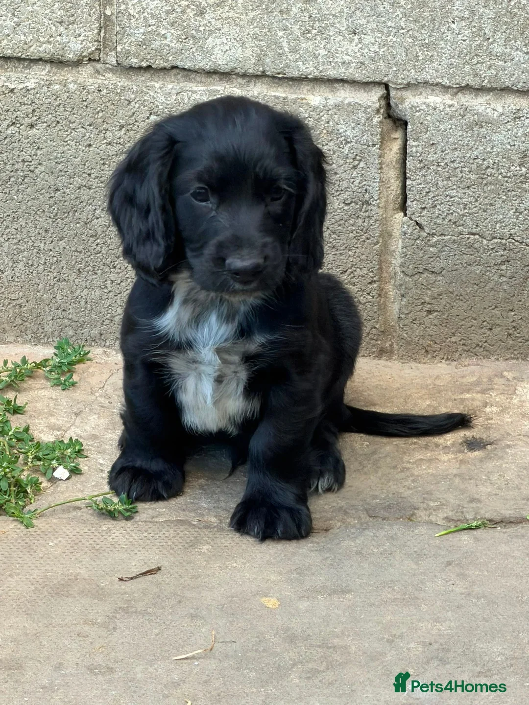 Cocker Spaniel dogs for sale: Working Cocker Spaniel Puppies For Sale - Advert 20