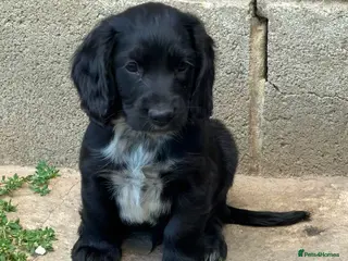 Cocker Spaniel dogs Working Cocker Spaniel Puppies For Sale - Advert 5