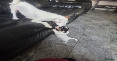 Jack Russell dogs - Advert 3