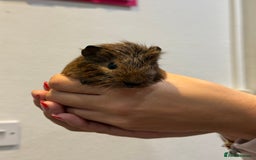 Guinea Pig rodents for sale: Baby guinea pigs for sale - Image 15