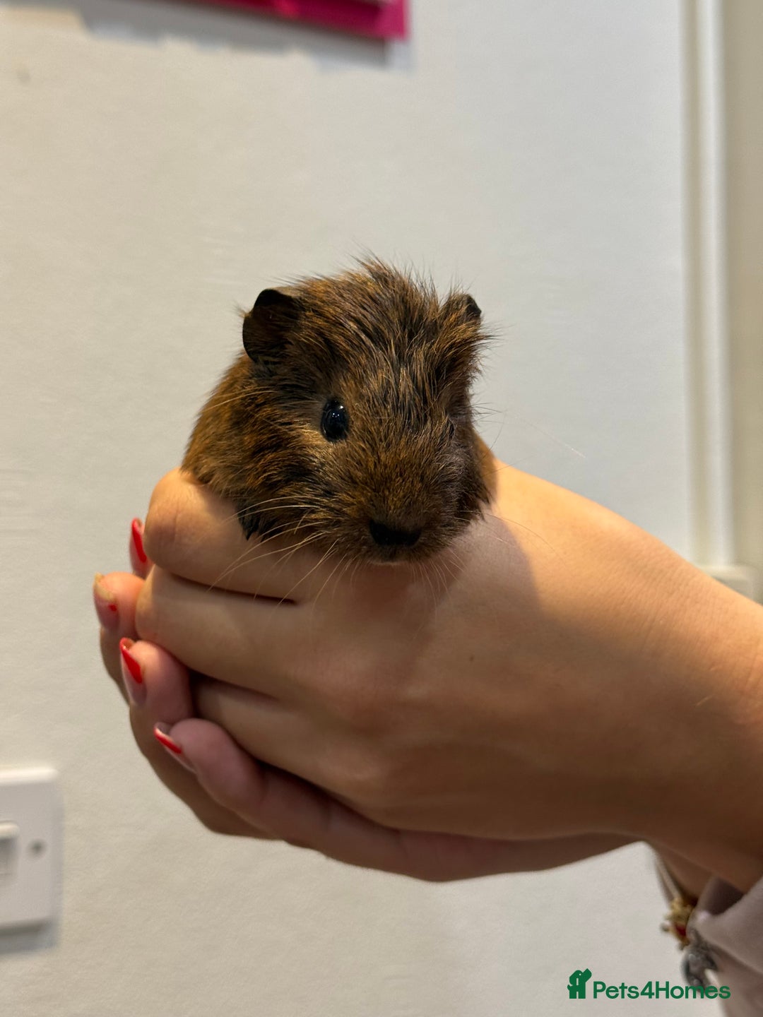 Guinea Pig rodents for sale: Baby guinea pigs for sale - Image 15