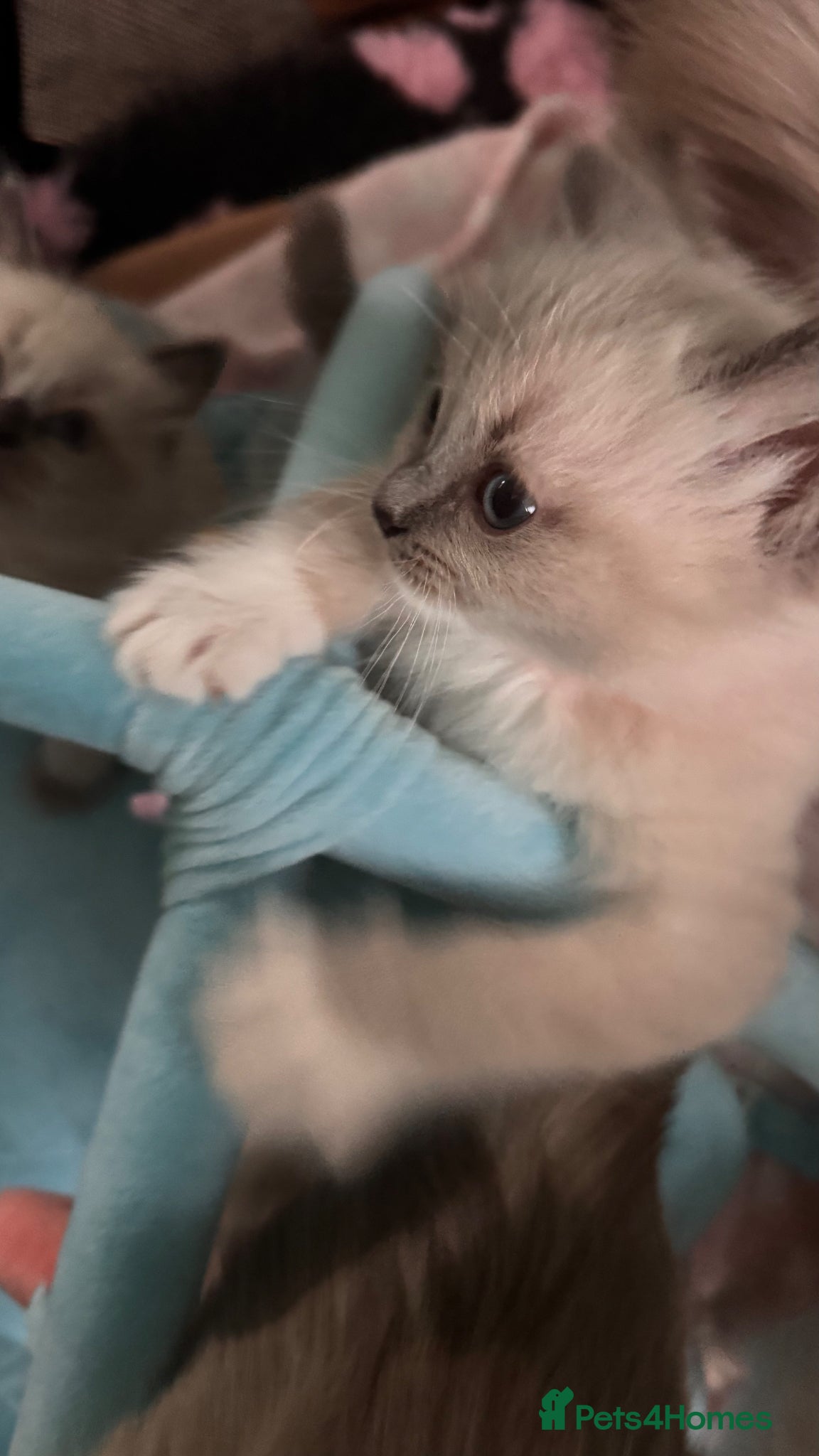 Ragdoll cats for sale: Beautiful Blue Point Mitted Ragdoll Boy in Banbury - Advert 15